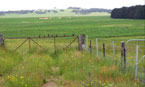 Picture of birds on fence